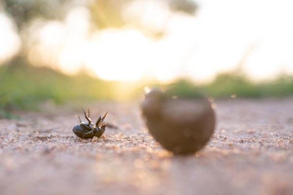 Singita Boulders