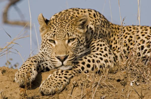 Londolozi Private Granite Suites