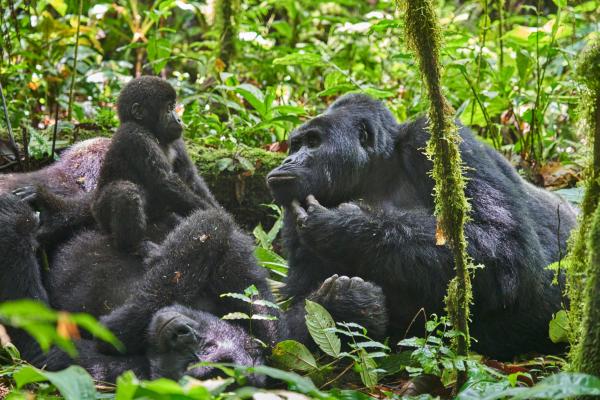 Nkuringo Bwindi Gorilla Lodge