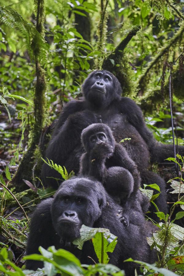 Nkuringo Bwindi Gorilla Lodge