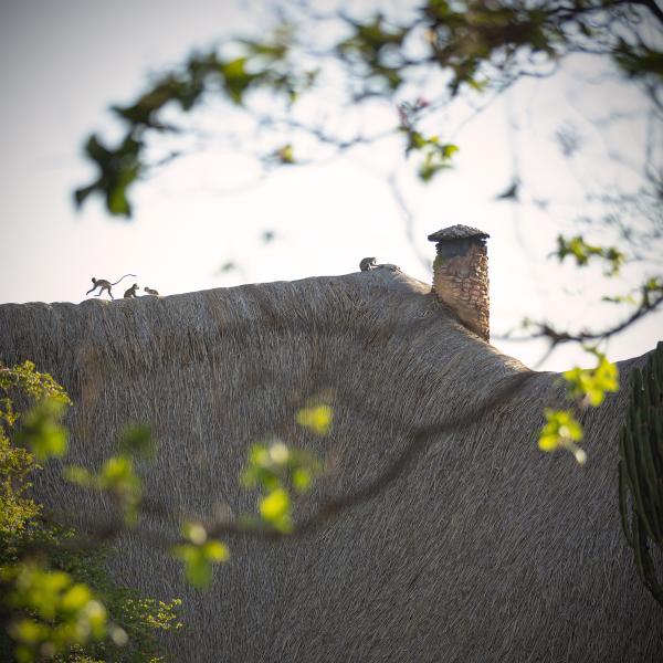 Borana Lodge