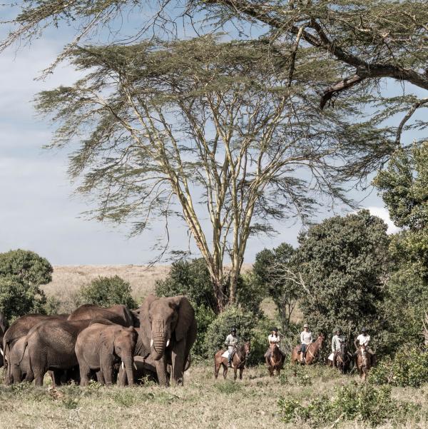 Borana Lodge