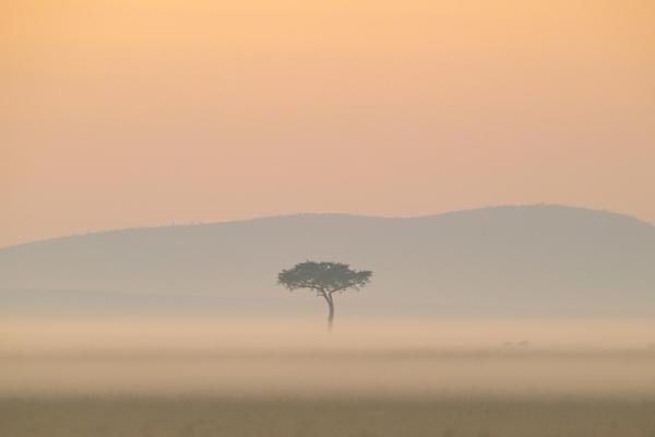 Entim Camp Maasai Mara 