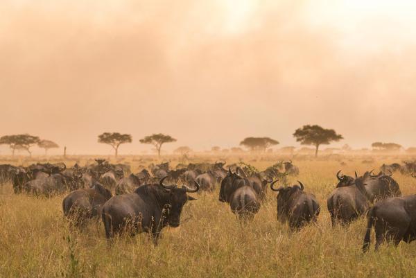 Lamai Serengeti