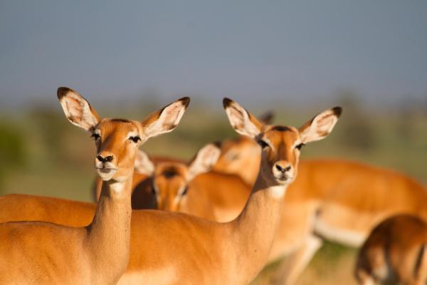 Lamai Serengeti