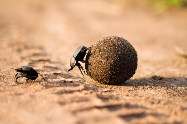 Lamai Serengeti