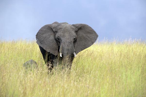 Lamai Serengeti