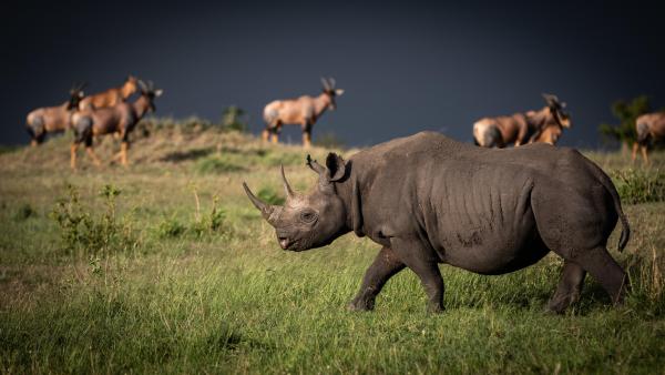 Lamai Serengeti