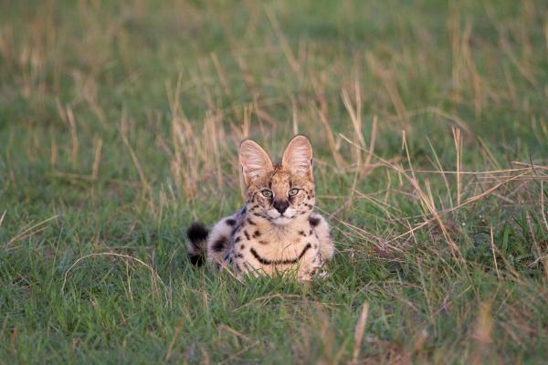 Lamai Serengeti