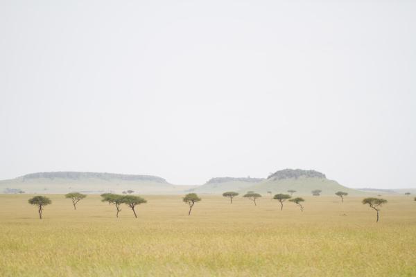 Lamai Serengeti