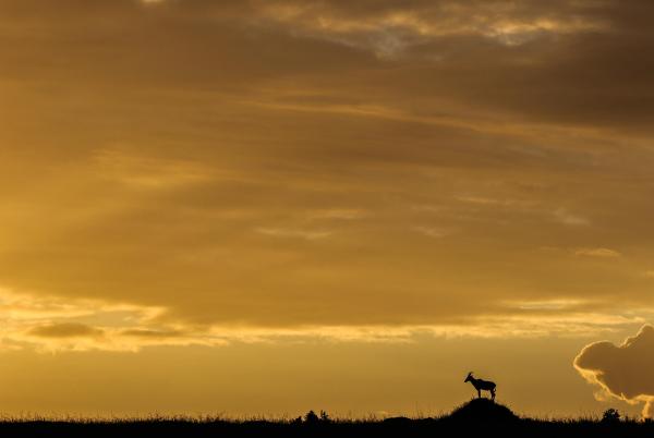 Lamai Serengeti