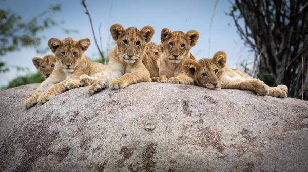 Lamai Serengeti