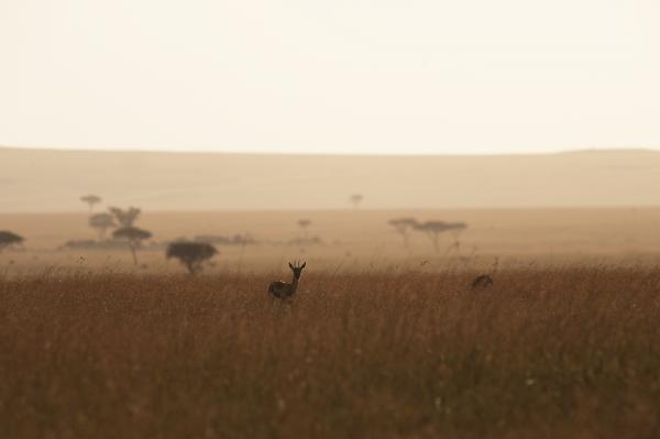 Lamai Serengeti