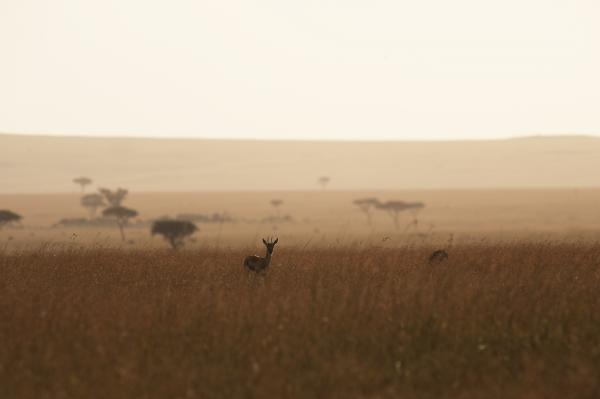 Lamai Serengeti