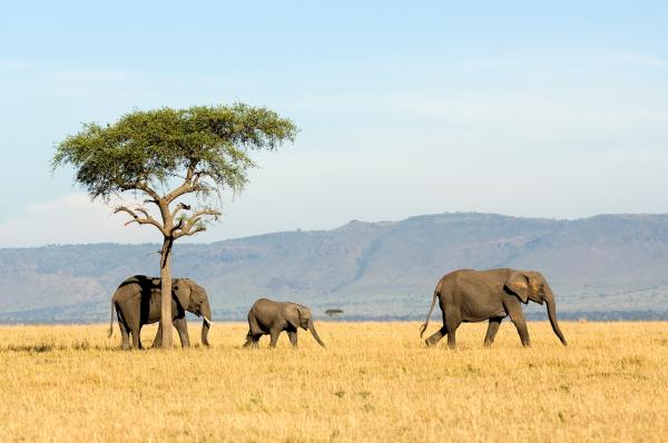 SAYARI TENTED CAMP