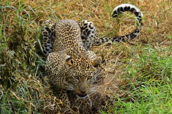 Campi ya Kanzi Campi ya Kanzi