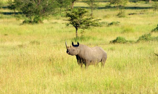 SAYARI TENTED CAMP