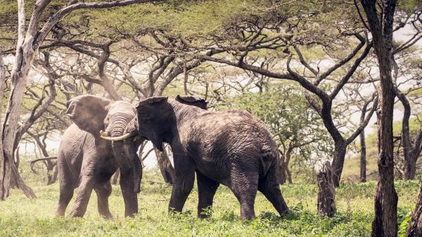  Mwiba Lodge