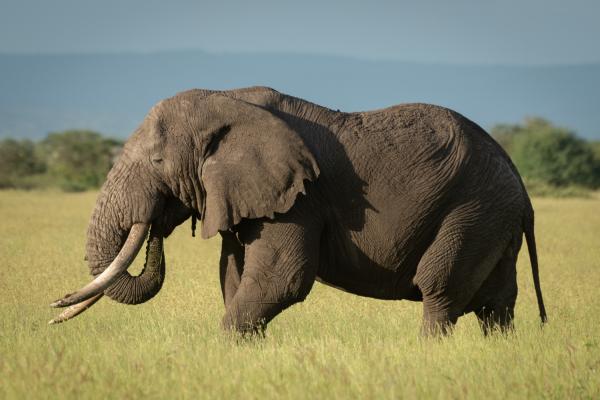 andbeyond grumeti serengeti tented camp