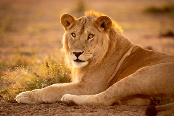 andbeyond grumeti serengeti tented camp