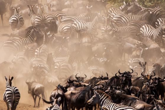 Great Wildebeest Migration