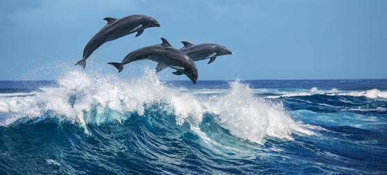 Dolphin Zanzibar 