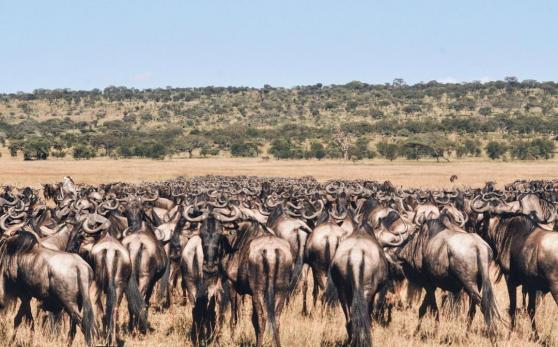Roving Bushtops Serengeti
