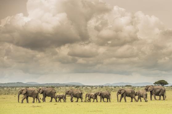 SINGITA FARU FARU LODGE