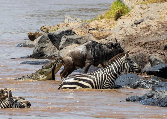 Great Wildebeest Migration