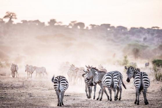 Serengeti Bushtops