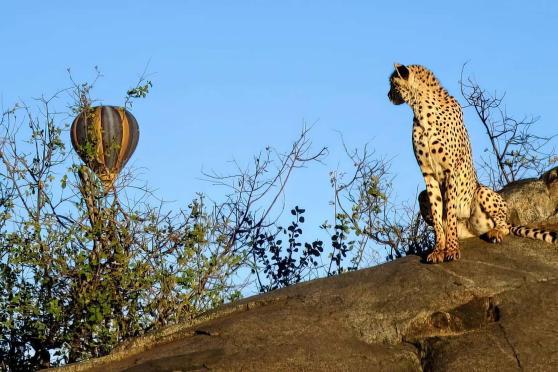 Leopard in Serengeti