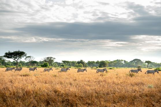 Singita Sabora