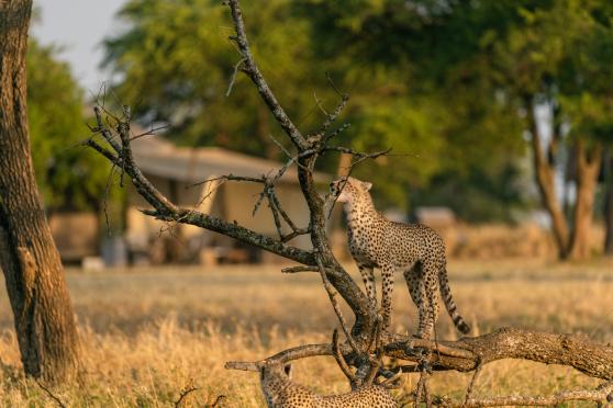 Singita Sabora