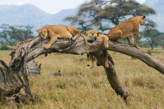 Roving Bushtops Serengeti