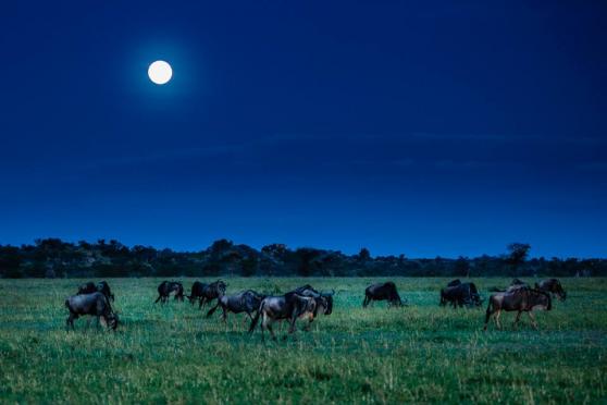 Serengeti Bushtops