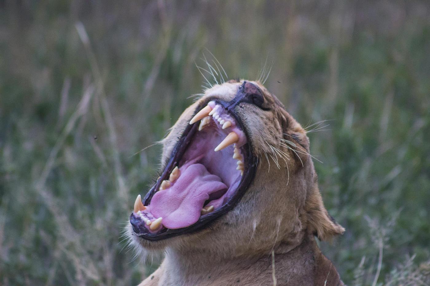 Kruger National Park 