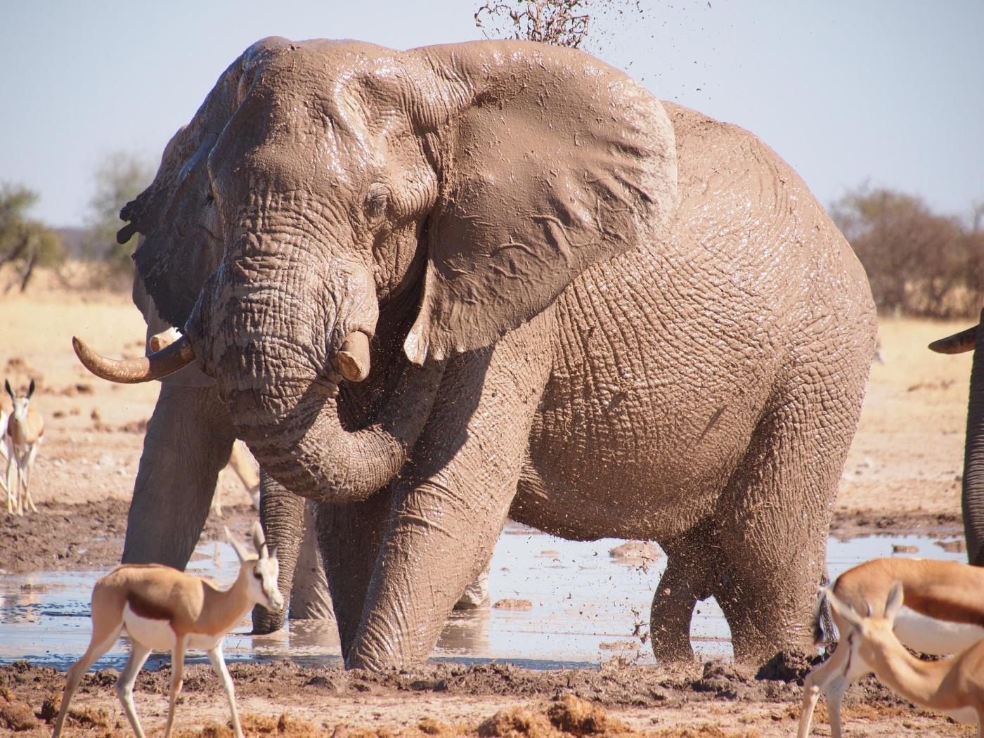 Nxai Pan National Park