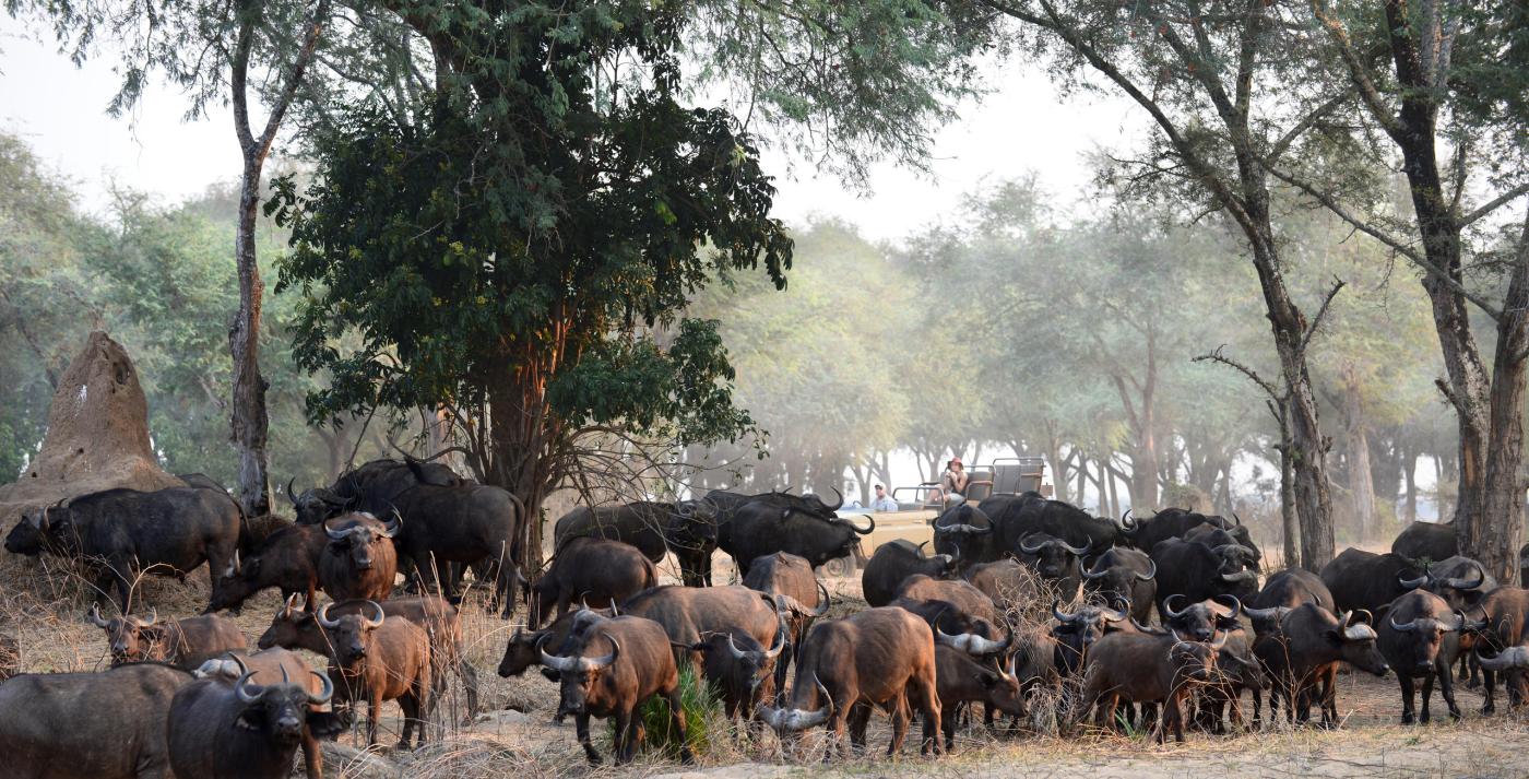 Lower Zambezi National Park