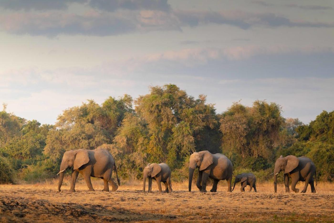 South Luangwa National Park