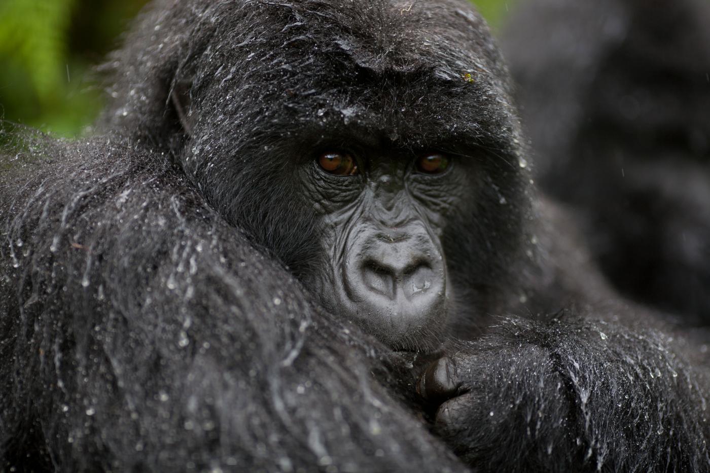 Bwindi Impenetrable National Park