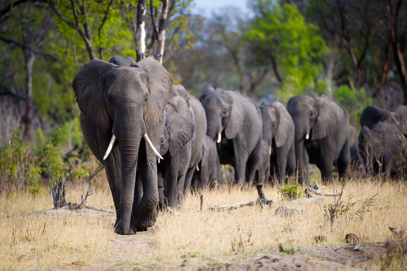 Hwange National Park 