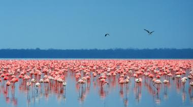 Lake Nakuru and Naivasha