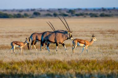 Central Kalahari Game Reserve