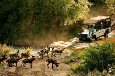 Madikwe