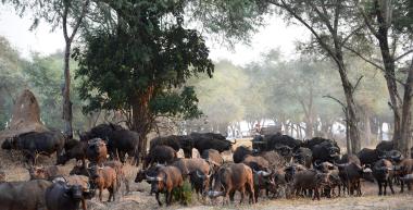 Lower Zambezi National Park