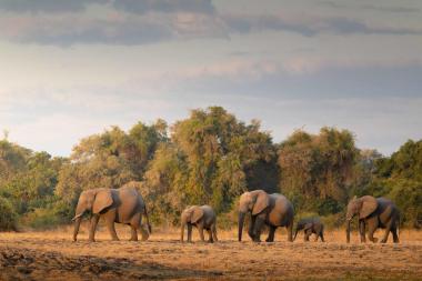 South Luangwa National Park