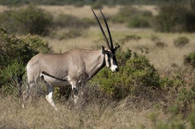 Tsavo East National Park