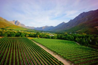 Cape Winelands