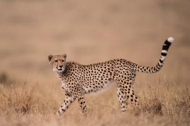 Tsavo West National Park