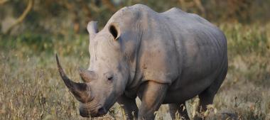 Meru National Park